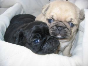 Pugpuppiesavailable